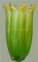  Involucre